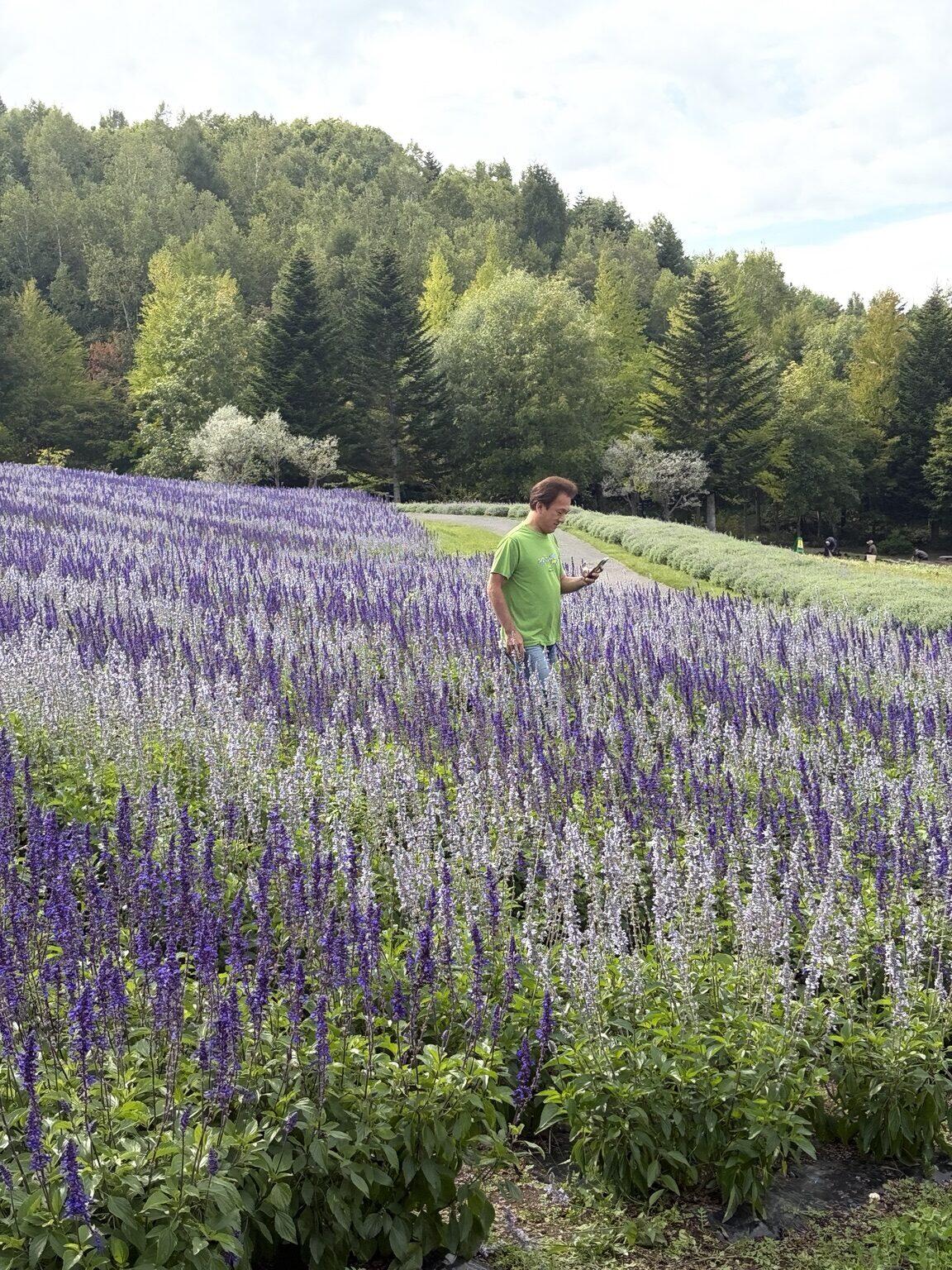 滝野すずらん丘陵公園に広がる紫と白の花畑